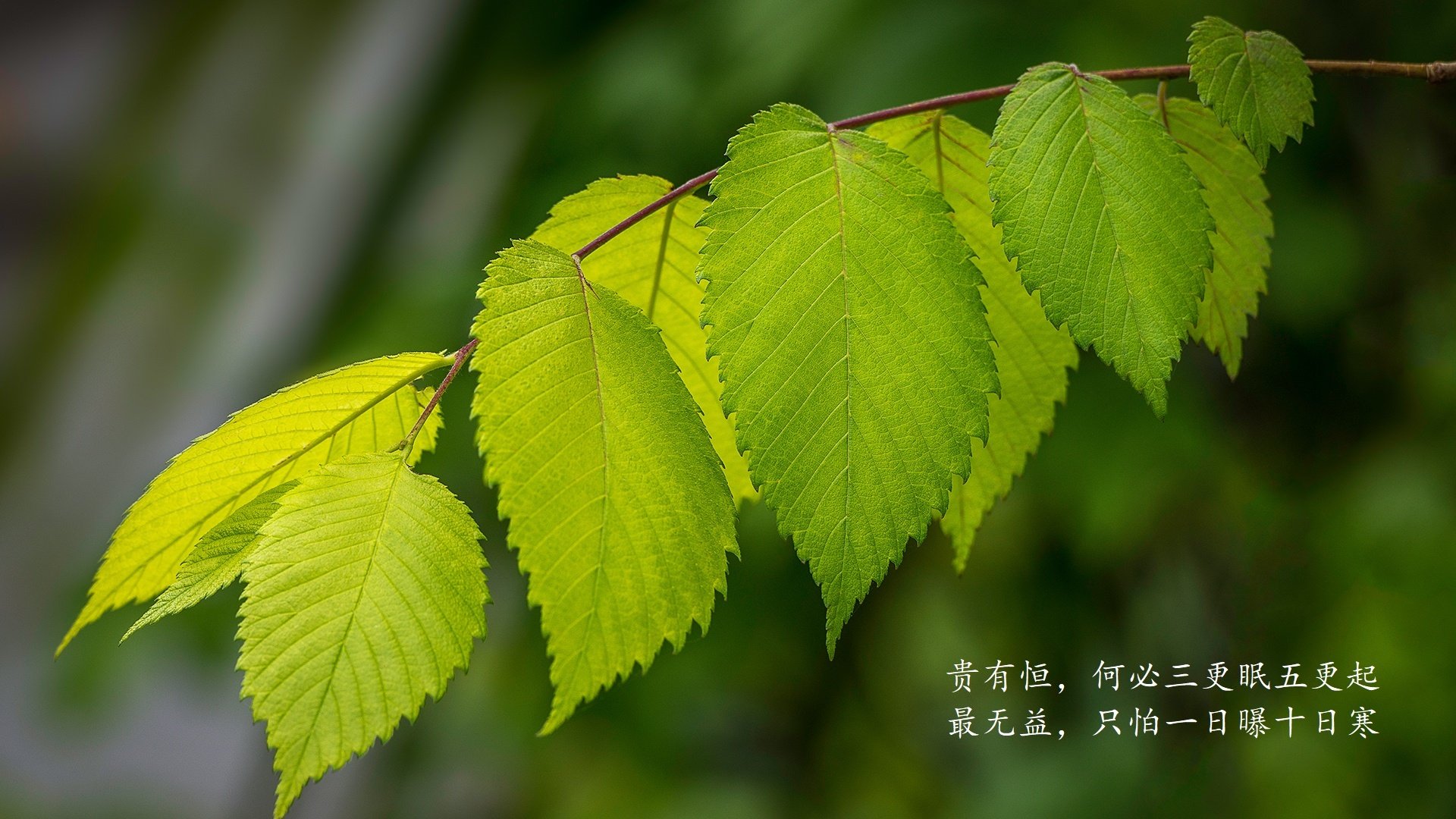 双星闪耀之夜，英格拉姆赛后评分拉满，骑士巅峰对决胜出太阳