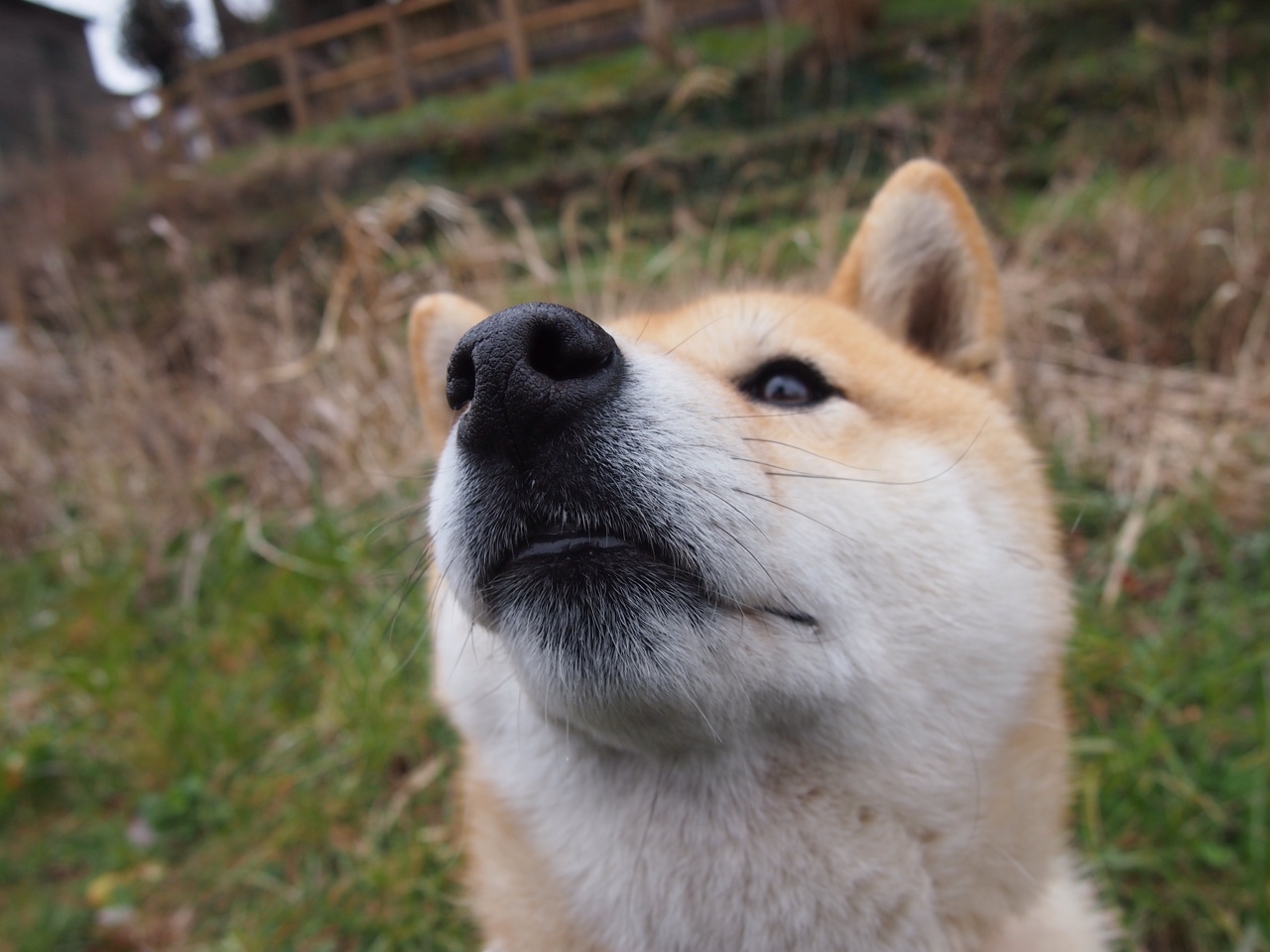 开云sport-冰火淬刃，拉亚三连击撕裂北欧神话，洪都拉斯逆天改命之战