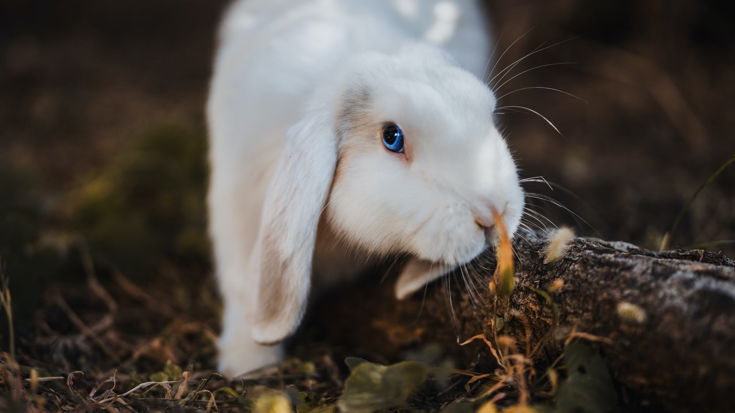 F1年度争冠焦点战，多特蒙德式激情掀翻委内瑞拉黑马