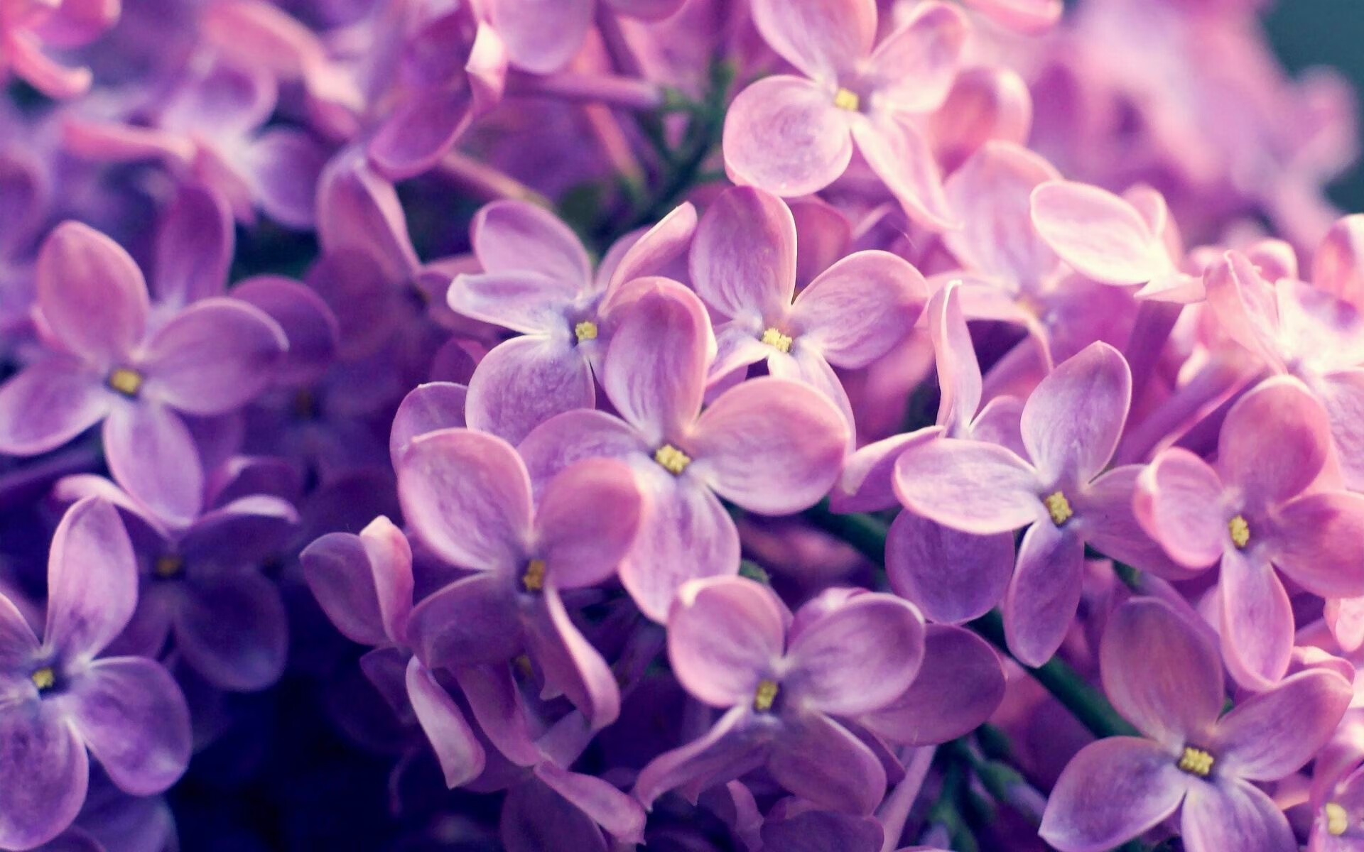 铁蹄踏碎东方梦，锡安狂暴碾压，上海队城墙在活塞重炮下崩塌