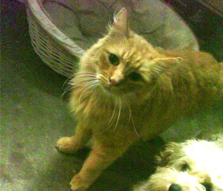 乌克兰黑马客场强势拿下塞维利亚，卢卡库梅开二度成关键先生