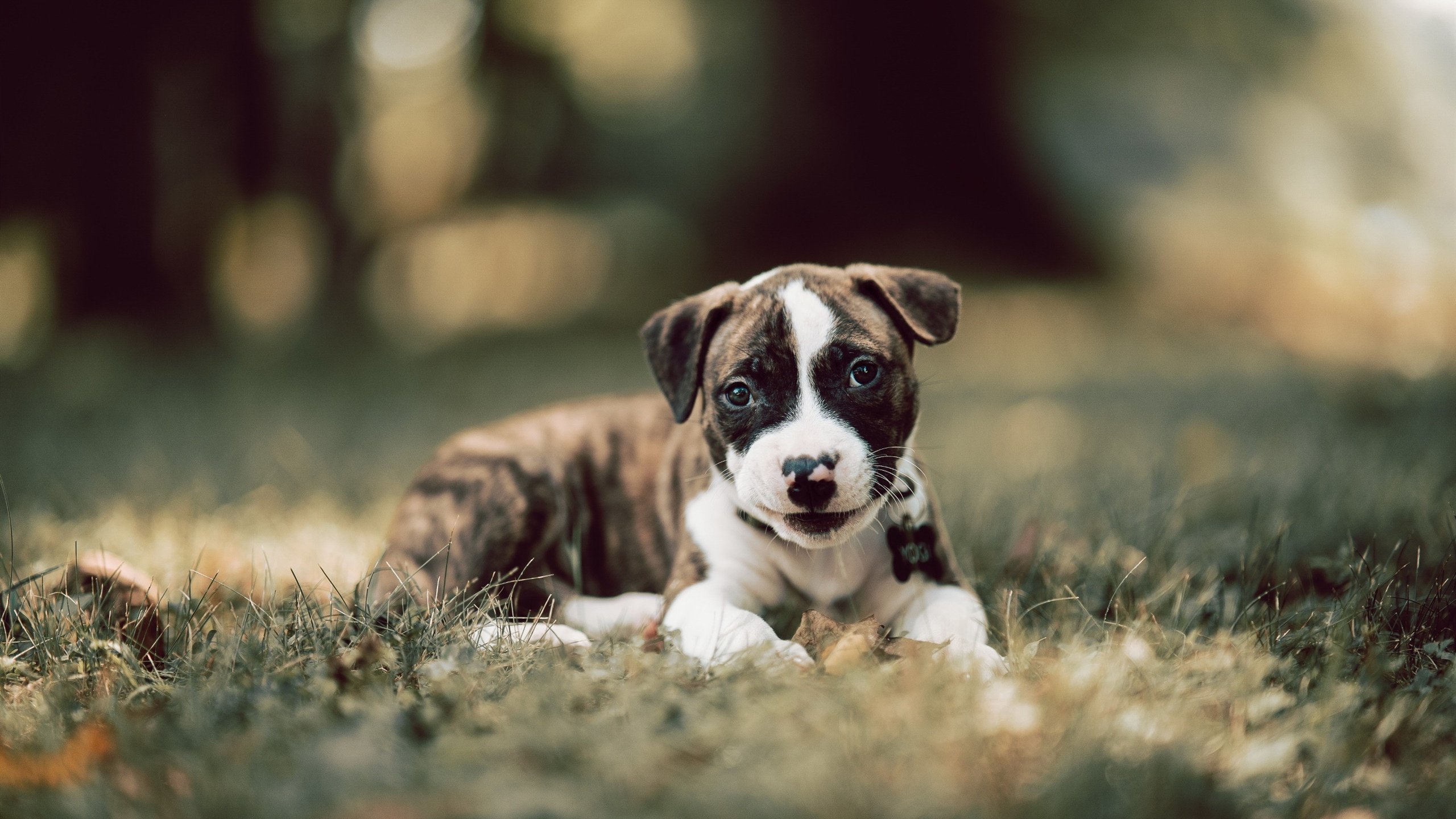 冰岛战吼撞碎安第斯山巅，外来者阿劳霍的意志远征