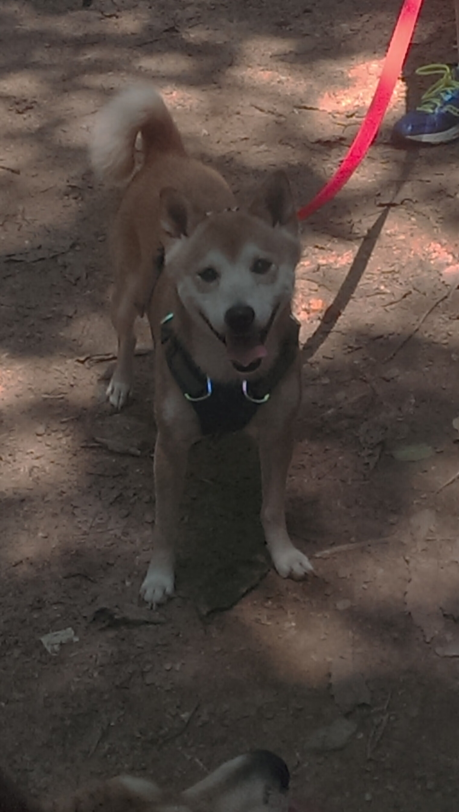 跨时空对决，当山西队用公牛战术，让哈利伯顿变得完全无解