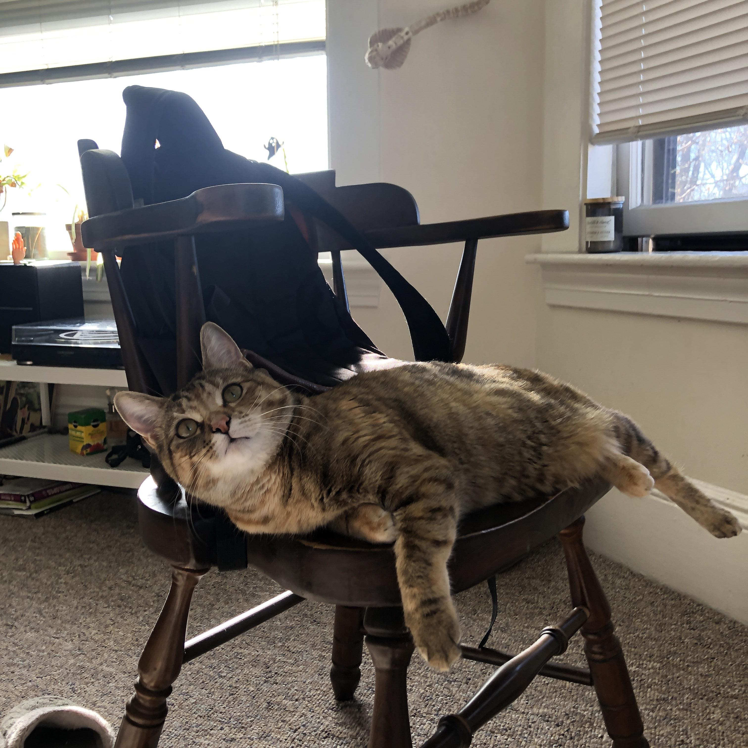 黑色闪电与金色权杖，帕尔默如何在美加墨点燃尼日利亚的燎原之火