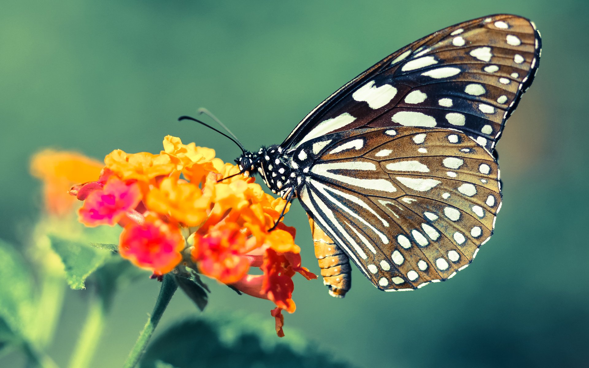 跨界之战，当恩比德在交流赛中给广东队上了一堂爆冷教育课