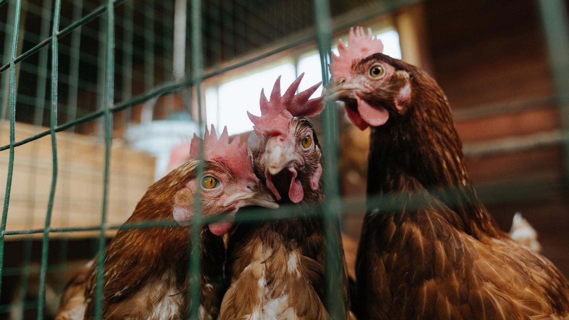 安塔利亚风暴席卷贝蒂斯！土耳其铁腕压制，伊萨克化身稳定炮台轰碎客队防线