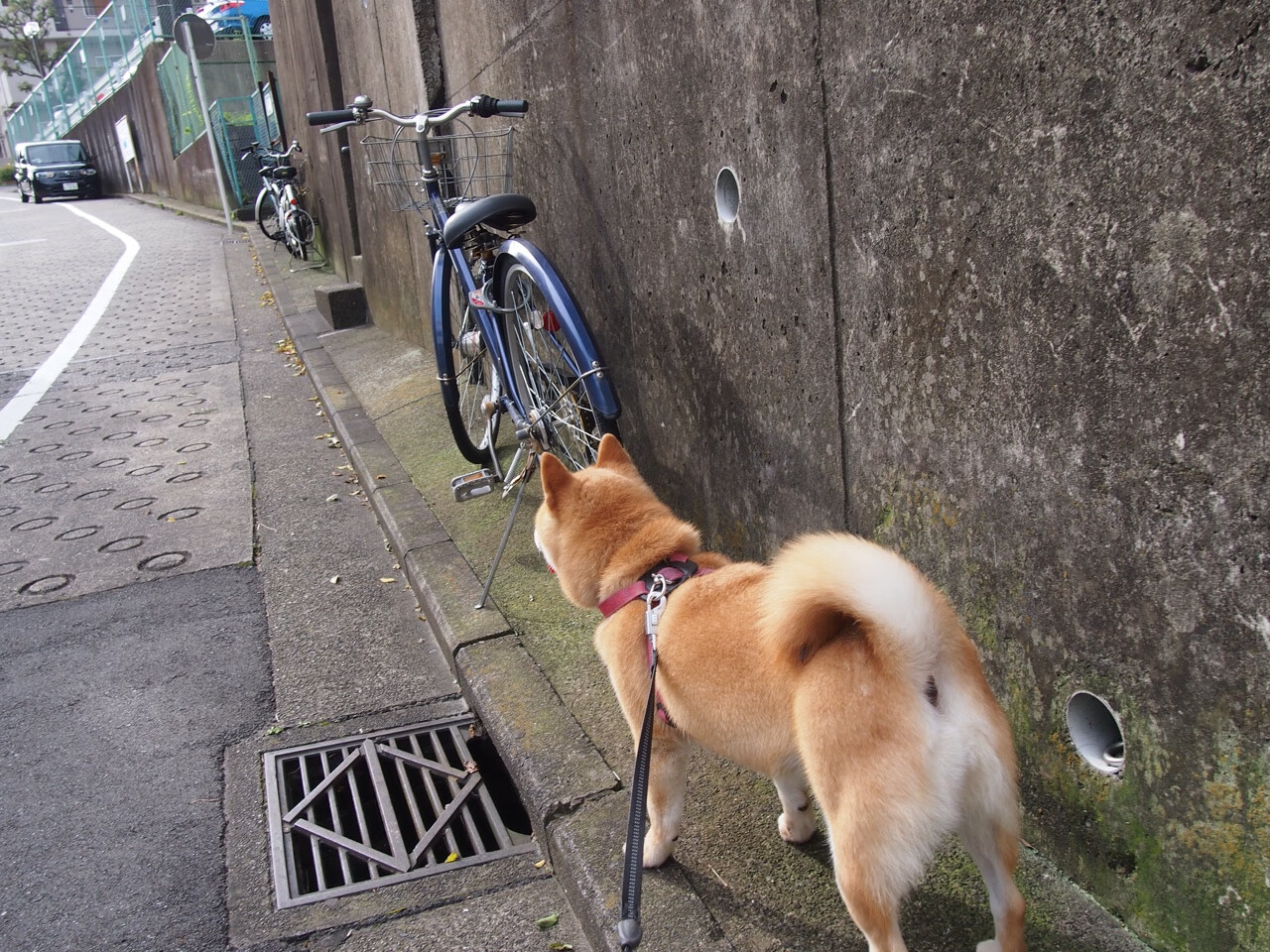 无价霍勒迪，在星光黯淡处点亮自己