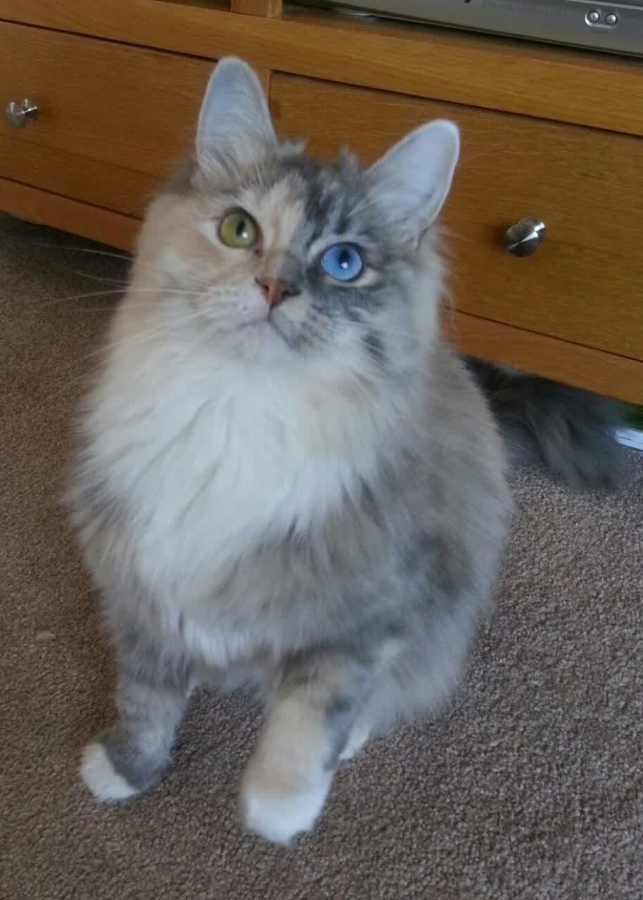 武切维奇冠军级表现震撼全场，老鹰队跨国对决击败浙江队