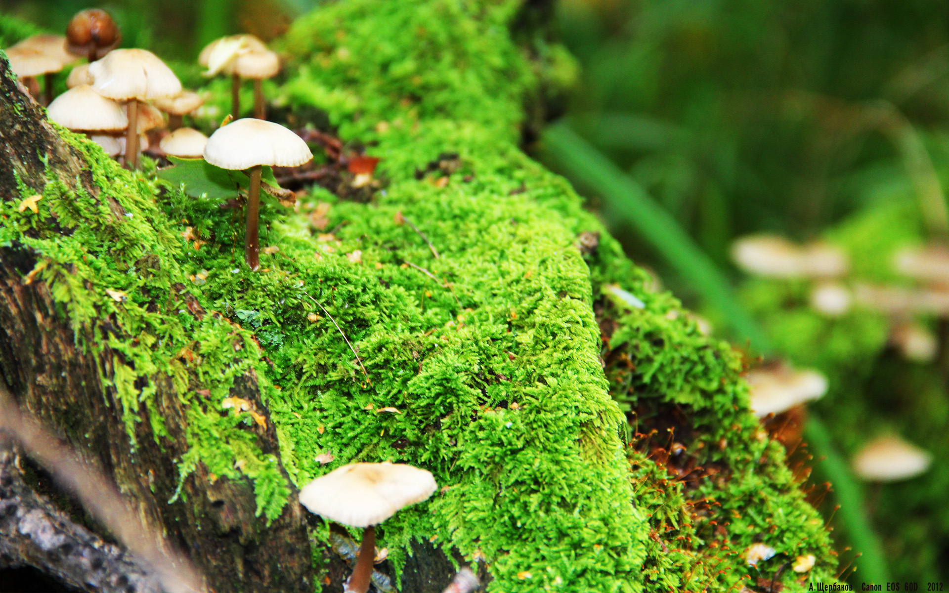 青铜器与活化石，当戈贝尔成为当代北京城垣